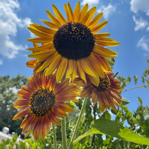 Follow my Instagram! Welcome to my Closet☺️! - Picture 2 of 12